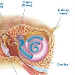 diagram of an inner ear