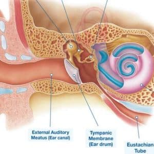 diagram of a middle ear