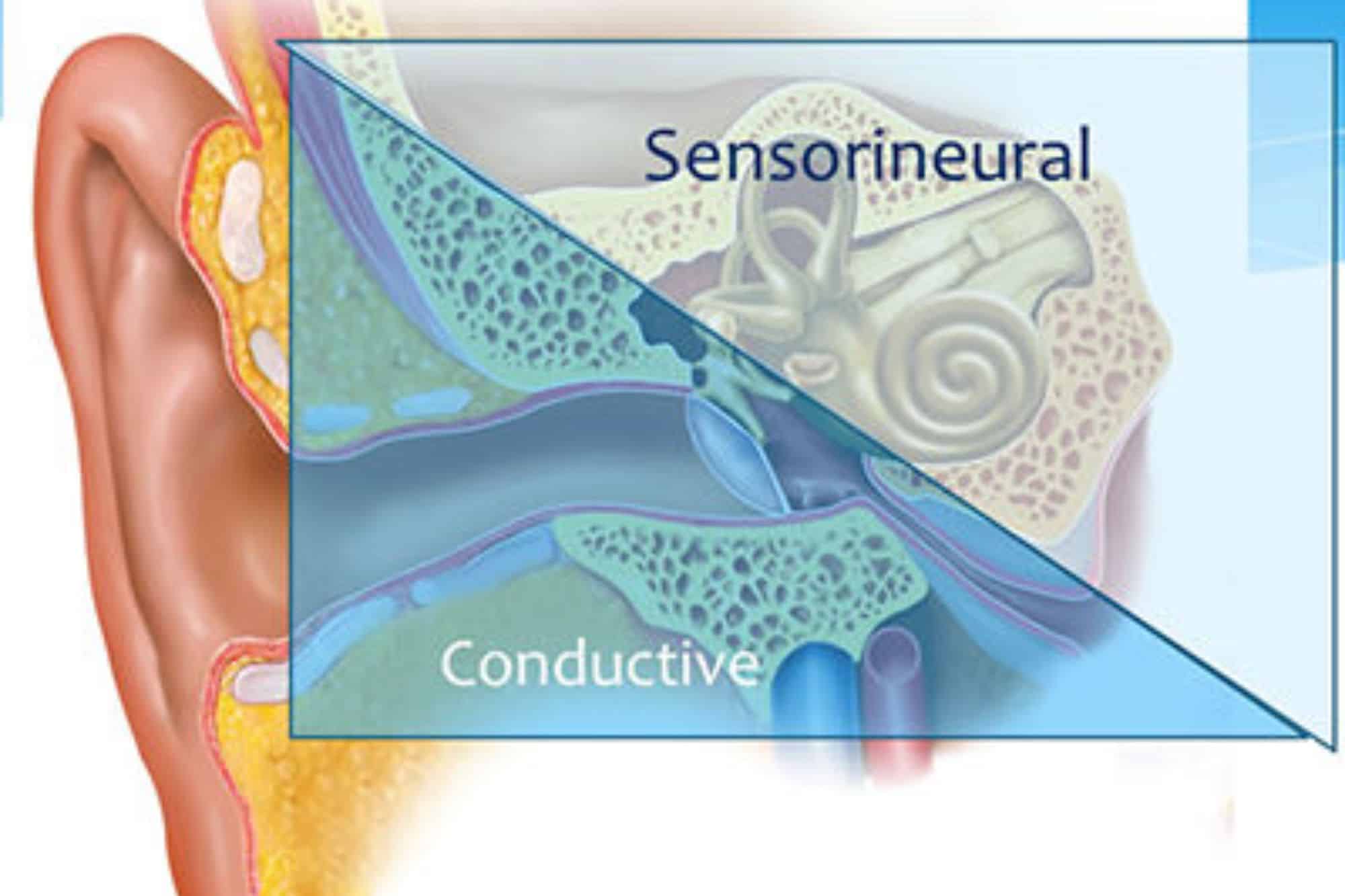 cross section of an ear