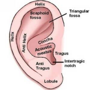 diagram of an outer ear